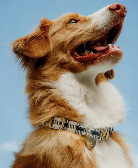 Dog Collar, Gingham