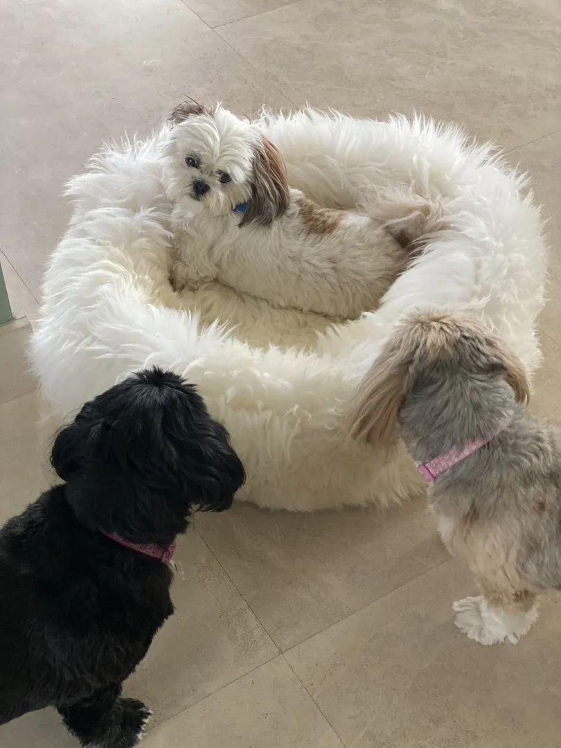 MEDIUM Brown Sheepskin Pet Bed