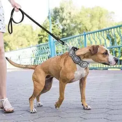 Regal Leather Dog Collar & Lead Set